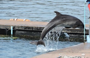 a-visibly-underweight-bottlenose-dolphin-appears-to-be-starving-at-dolphin-base-892